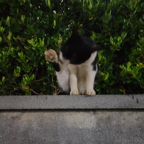 灵小猫于2022-11-14 19:10发布的图片