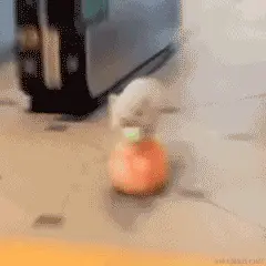 966.gif