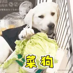 菜狗吃菜动图表情包_菜狗_菜动表情-发表情