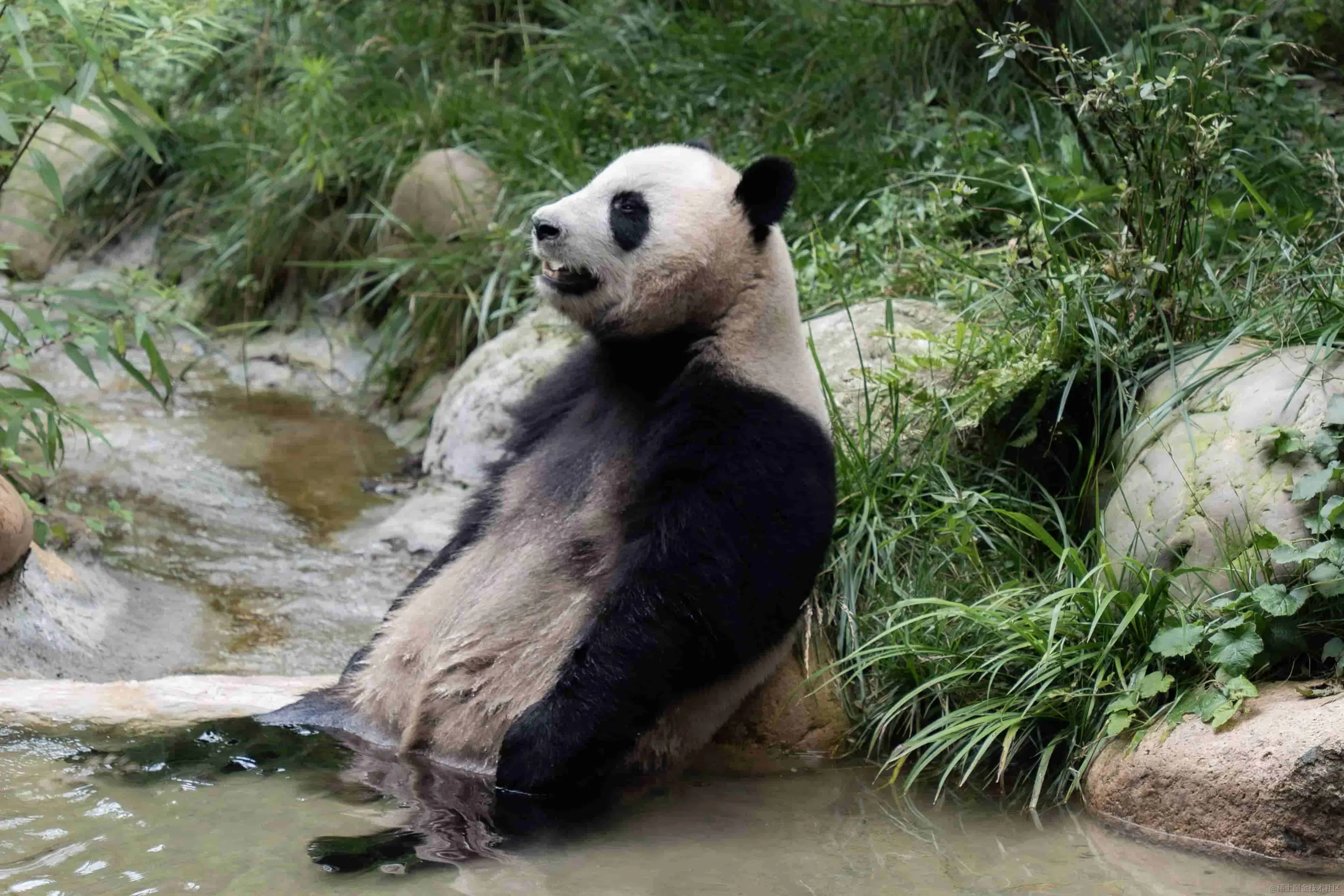 生无可恋熊猫猫