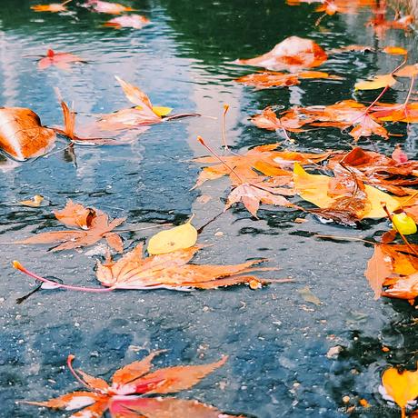 啵啵蘸酱于2022-11-29 14:32发布的图片