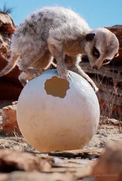 评委选择奖《Meerkat（狐獴）》