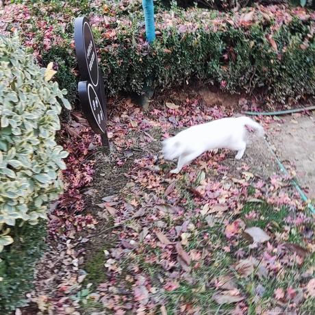 一直爱然然哦于2022-12-06 08:24发布的图片