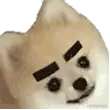 挑眉.gif