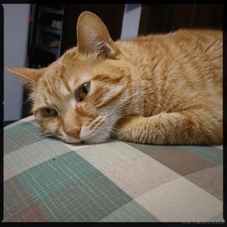熊猫片沃子于2024-01-31 13:49发布的图片