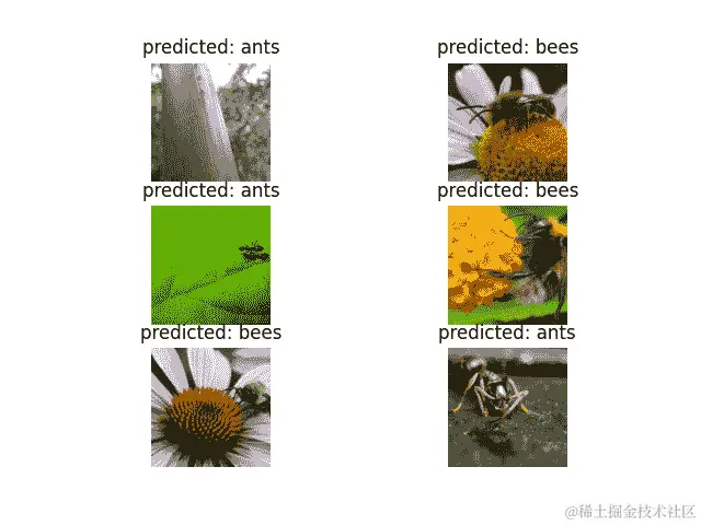 预测：蚂蚁，预测：蜜蜂，预测：蚂蚁，预测：蜜蜂，预测：蜜蜂，预测：蚂蚁