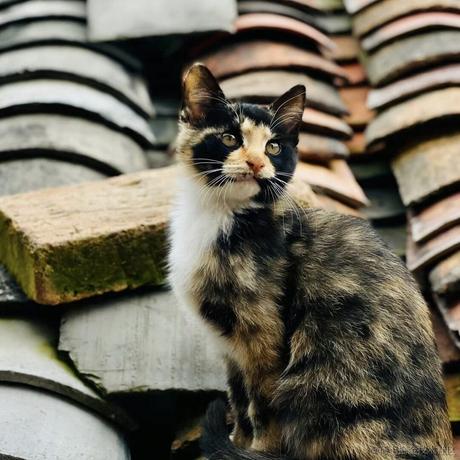 BK0717_拉莫斯于2022-11-26 22:58发布的图片