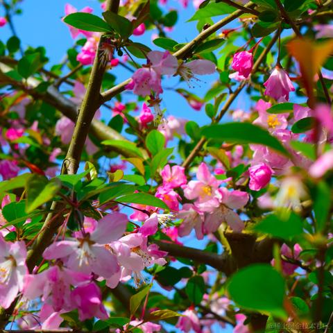 欲买桂花同载酒_于2023-03-27 11:20发布的图片