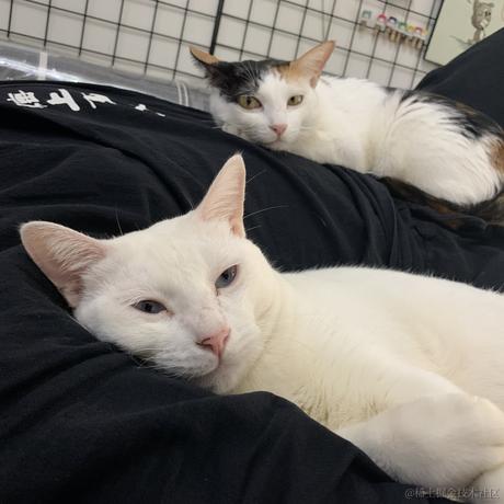 恋猫de小郭于2020-10-09 11:02发布的图片