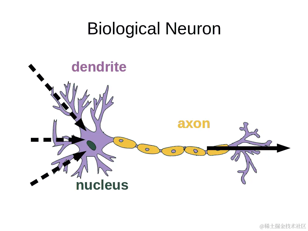 人工神经元 vs 生物神经元