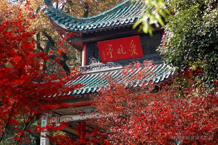 若你从香江来看我,我定带你去