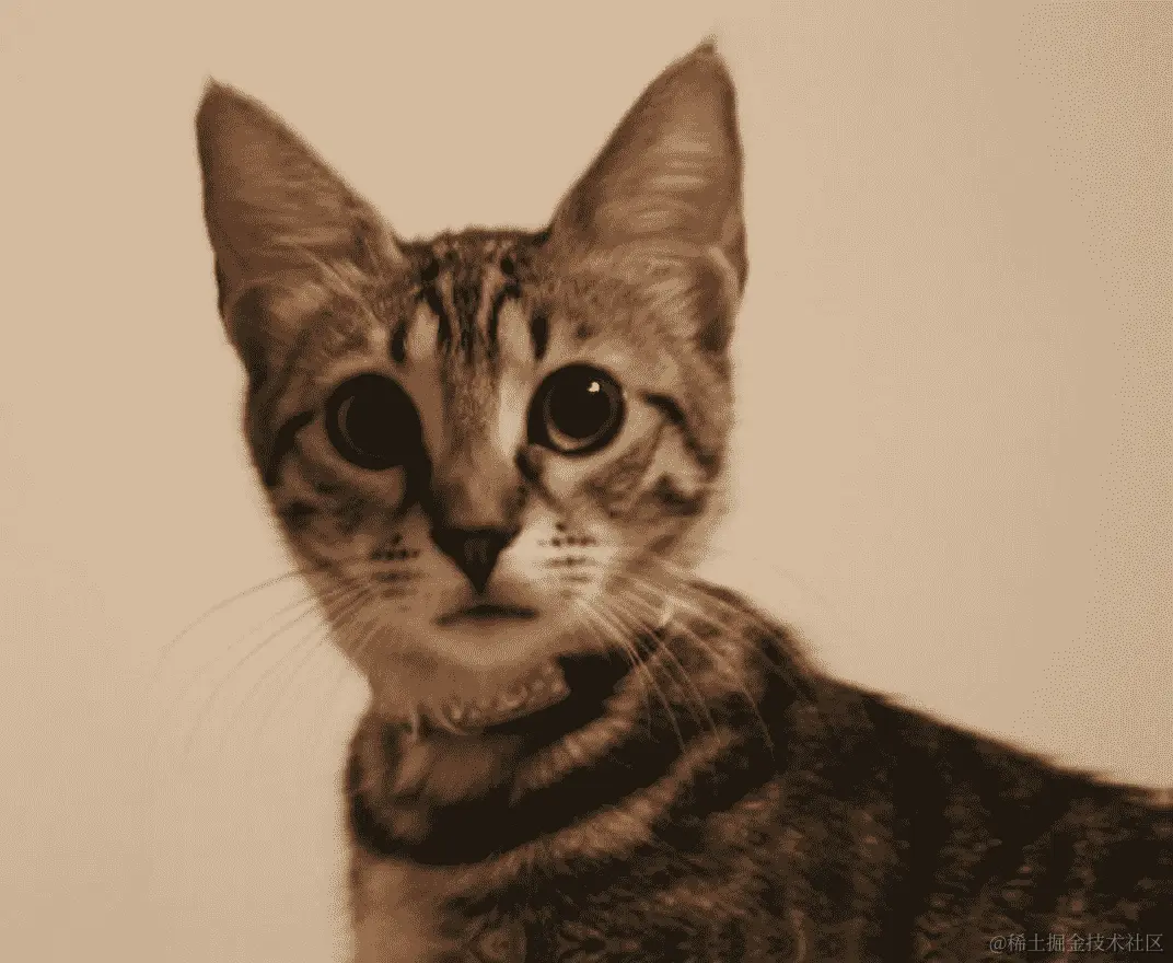 一只猫的放大照片