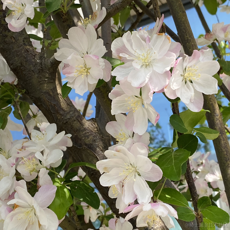 西海大仙于2021-04-13 12:21发布的图片