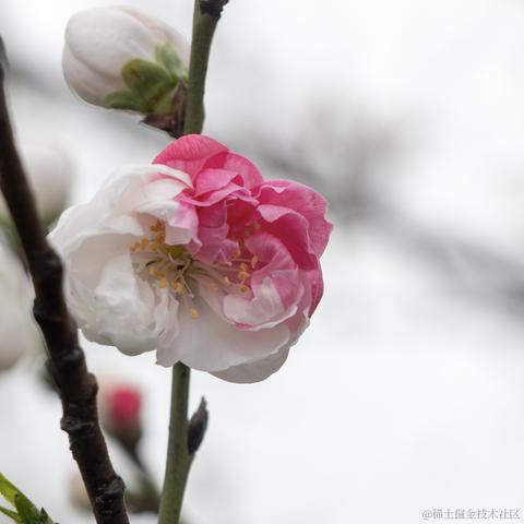 羡鱼_于2023-03-20 15:47发布的图片