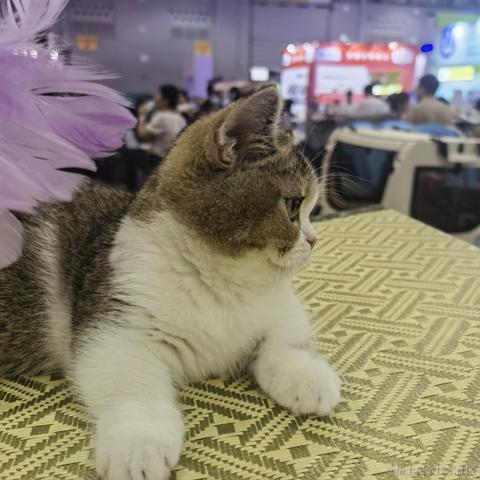 不思进取的菜菜于2023-05-28 21:21发布的图片