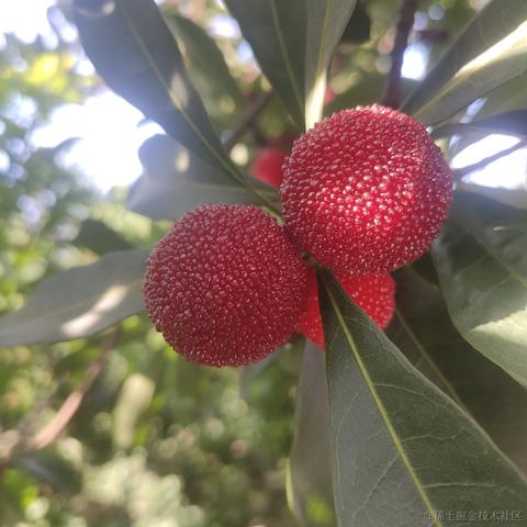 坚果派_坚果于2022-06-11 20:11发布的图片