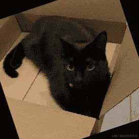 旋转角度为 45 度的 RandomRotation