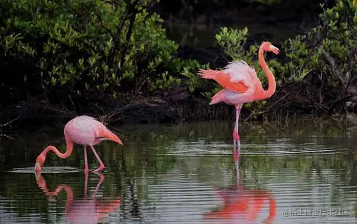 Medium sized flamingos sample, zoomed in