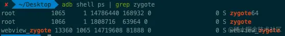 zygote