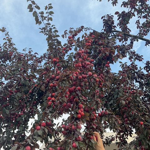 小橙子呀于2023-06-14 11:01发布的图片