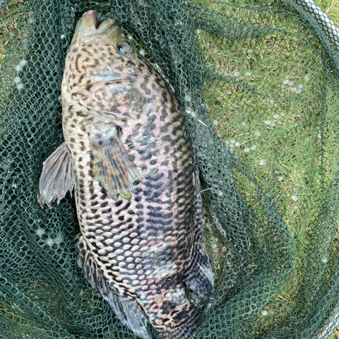 糖醋快乐水于2023-04-25 16:13发布的图片