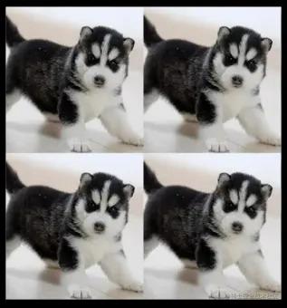 image-20210414102214146