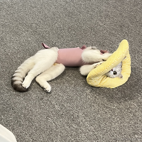 晚比大魔王于2022-11-27 13:17发布的图片