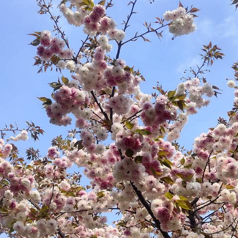 仙童总是玩于2023-04-02 09:22发布的图片