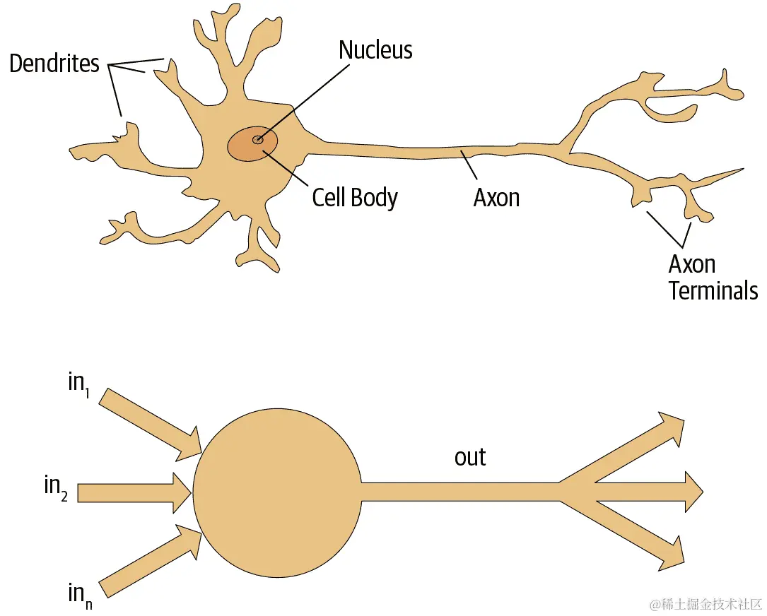 自然和人工神经元