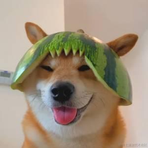 不吃烧烤的kaoyu于2021-03-01 13:58发布的图片