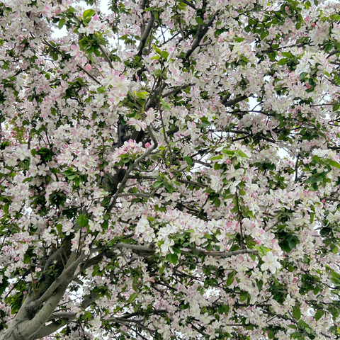 秋妈于2023-04-01 18:39发布的图片