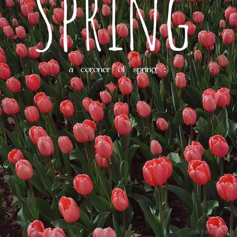 vincookies于2023-04-10 10:37发布的图片