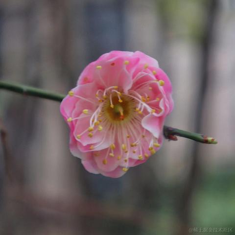 红毛丹于2022-03-07 10:18发布的图片