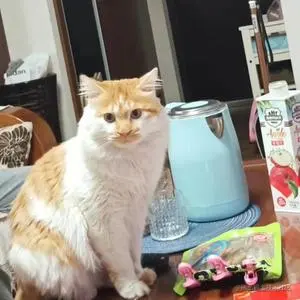 靖安