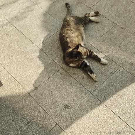 一只爱敲代码的少女于2022-10-23 16:36发布的图片