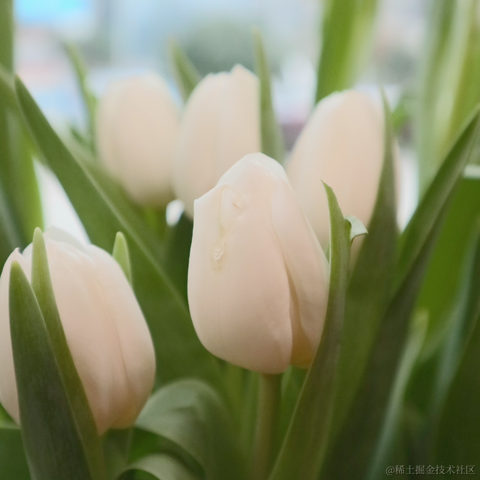 红毛丹于2023-02-26 17:19发布的图片