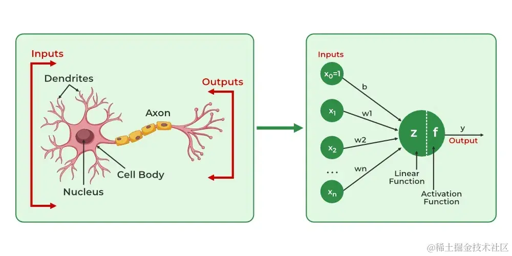 从生物神经元到人工神经元