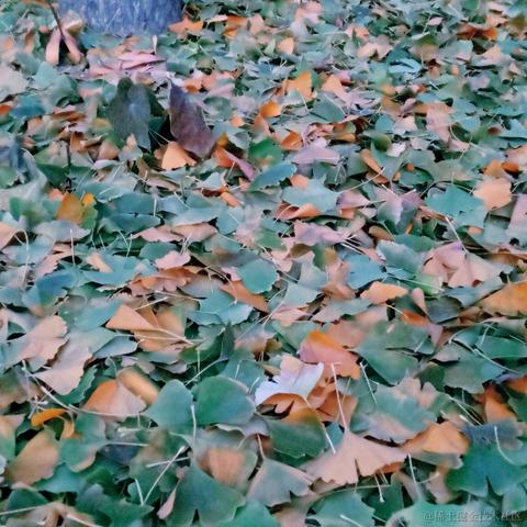 晚里只有鱼于2022-12-02 18:35发布的图片