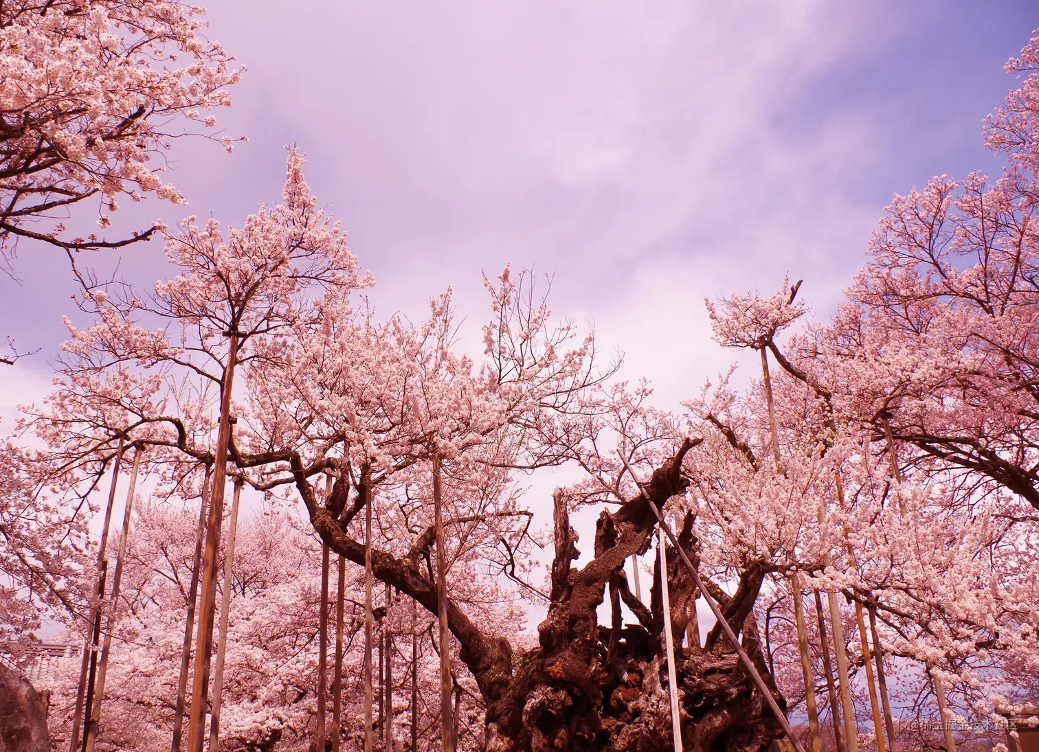 在那樱花盛开的季节