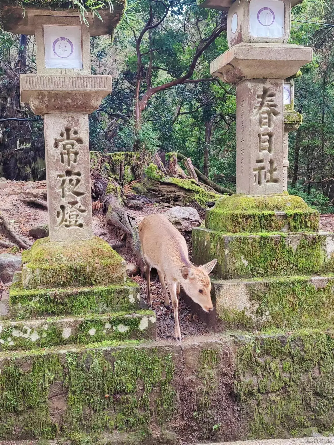 林间小鹿