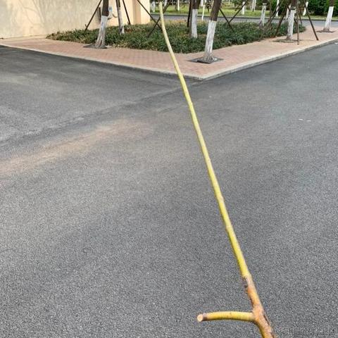 魔怔时代于2022-11-16 12:28发布的图片