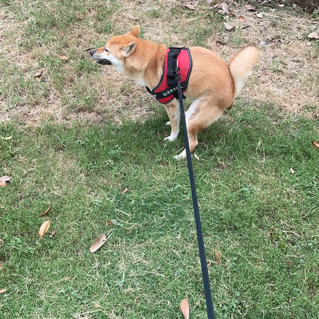 饿龙咆哮于2022-08-17 08:52发布的图片