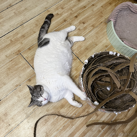 我家猫叫佩奇于2021-12-02 22:28发布的图片