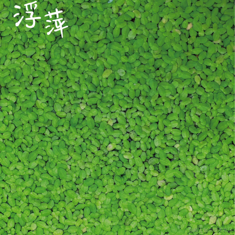 前端队长Daotin于2021-06-13 17:53发布的图片
