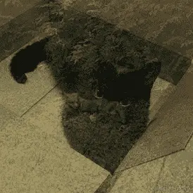 一只猫和一只狐狸的混合