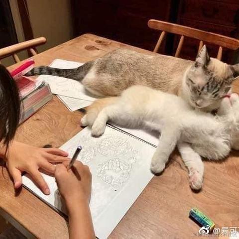 爱可可爱生活于2021-04-07 22:17发布的图片