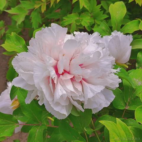 violetBlue于2023-05-10 22:18发布的图片