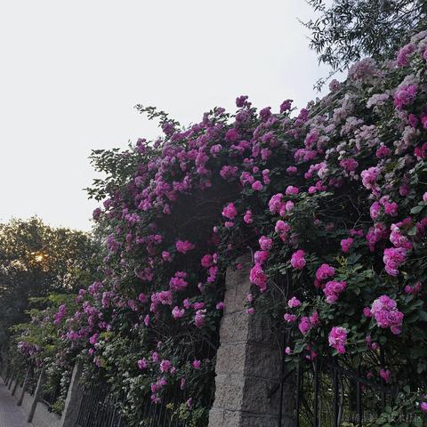 violetBlue于2023-05-13 23:11发布的图片