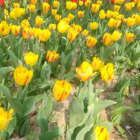 仙童总是玩于2023-04-02 09:22发布的图片