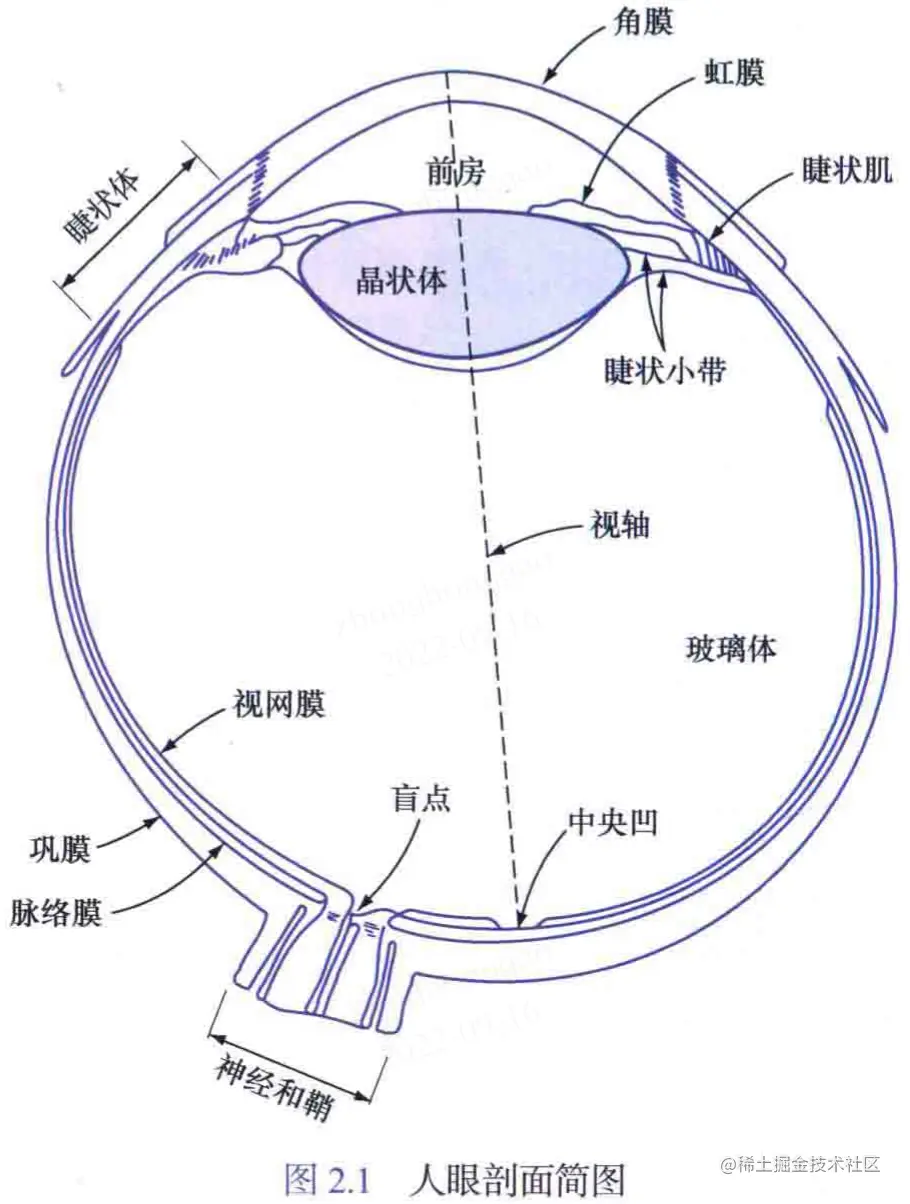 人眼剖析面简图